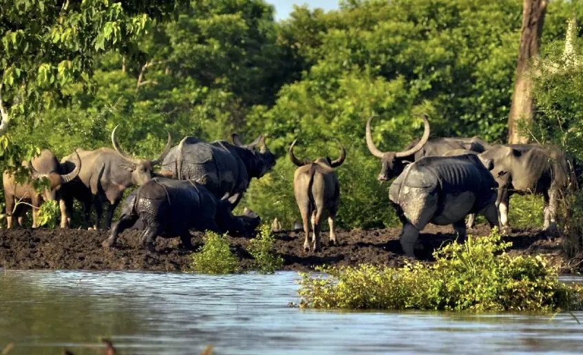 Kaziranga National park safari online Booking