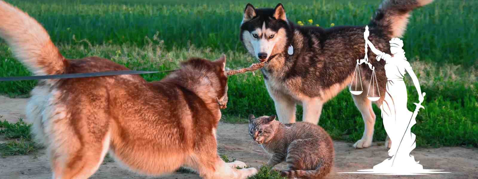 Can a housing society in India stop dogs from entering kids play areas?