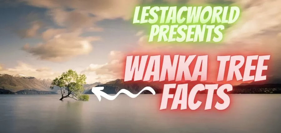 Wanaka tree in newzealand