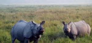 Kaziranga National park safari online Booking