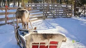 Our Finland tour from India