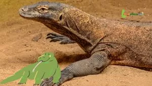 A majestic Komodo Dragon captured during our Komodo Island Tour experience.