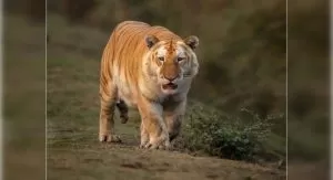 Uncommon golden tiger sighting in Kaziranga Nationwide Park stuns of us