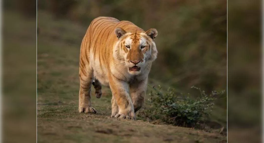 Uncommon golden tiger sighting in Kaziranga Nationwide Park stuns of us