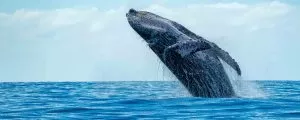 Rare All-White Omura's Whale Spotted off the Coast of Thailand in Once-in-a-Lifetime Sighting