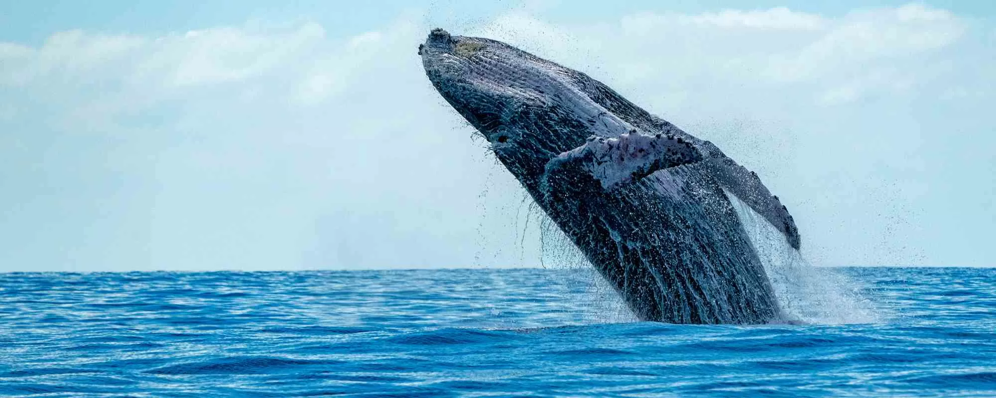 Rare All-White Omura's Whale Spotted off the Coast of Thailand in Once-in-a-Lifetime Sighting