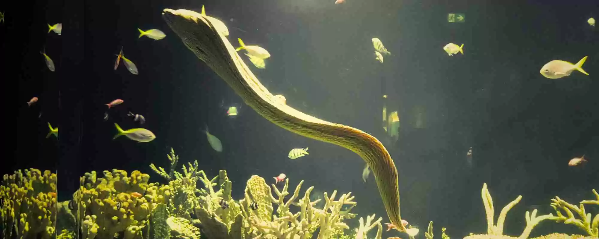 Rare Eels Found Thriving in Osaka's Dotonbori River`